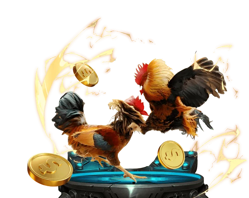 Hình ảnh gà chiến được phân tích kỹ lưỡng